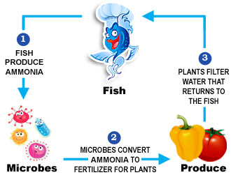 How Aquaponics Works