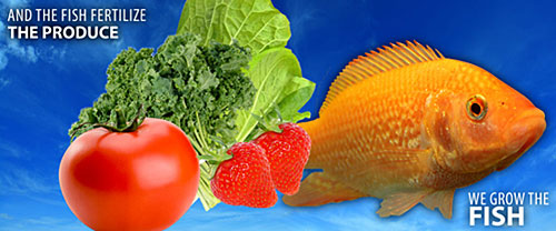Fishie Snacks Produce