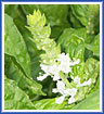 Basil Flower
