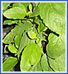 Holy Basil