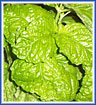 Napolitano Basil