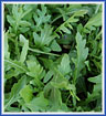 Lettuce - Arugula