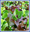 Lettuce - Mesclun