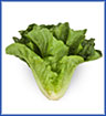 Lettuce - Romaine