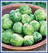 Brussels Sprouts Churchill Hybrid