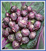 Brussels Sprouts Red Ball