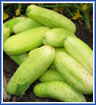 Poona Kheera Cucumbers