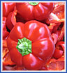 Pepper (sweet) - Gamba