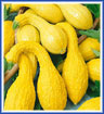 Yellow Crookneck Squash