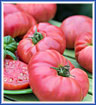 Fresh Tomato
