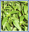 Thai Basil